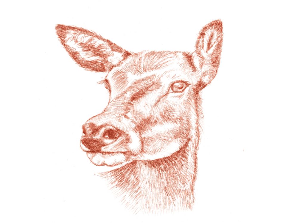 Deer Head Illustrator NZ