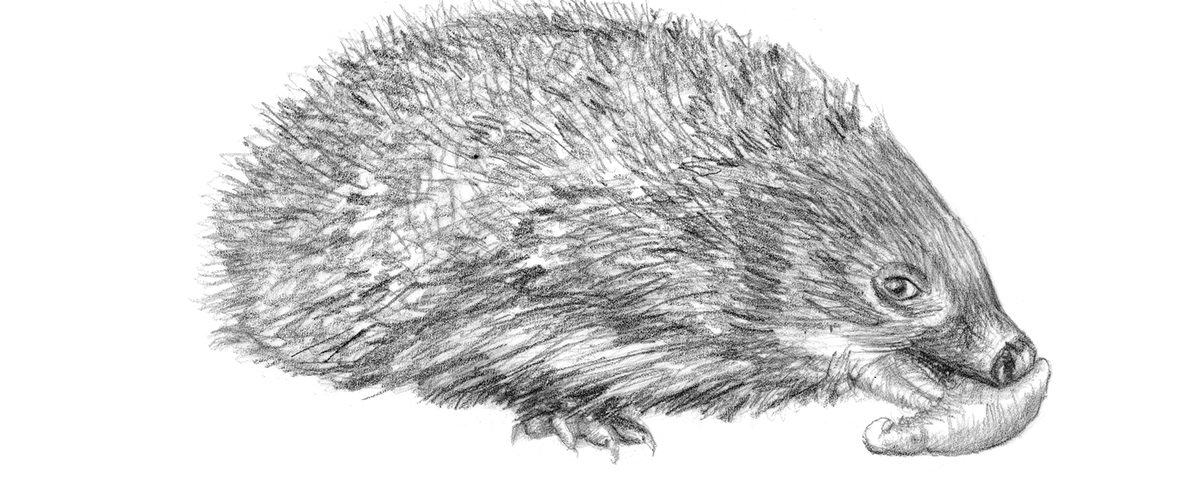 Hedgehog illustration Te Kura