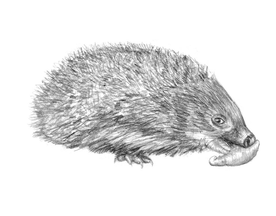 Hedgehog illustration Te Kura