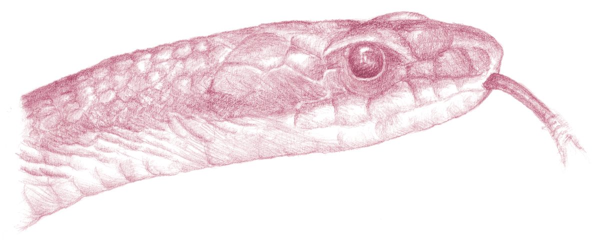 Snake head illustration, Te Kura