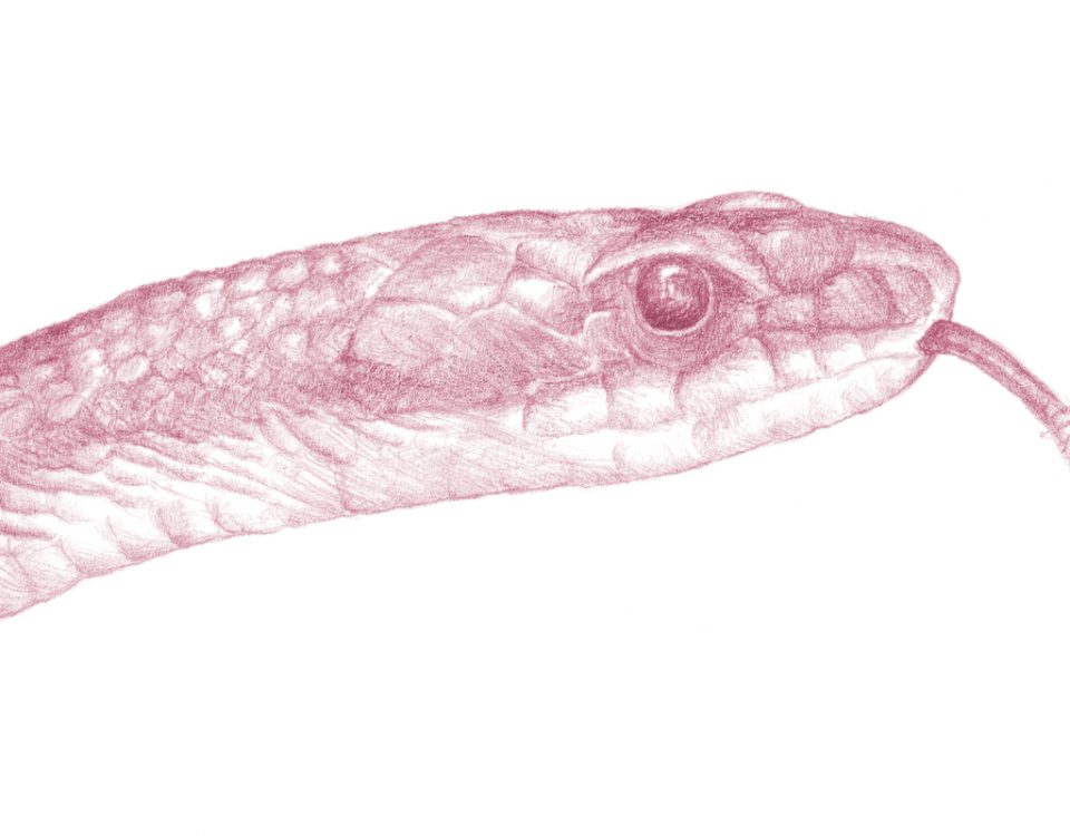 Snake head illustration, Te Kura