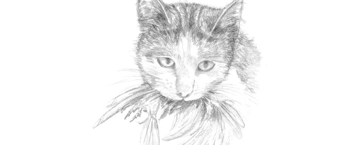 Cat illustration_ENW Resource